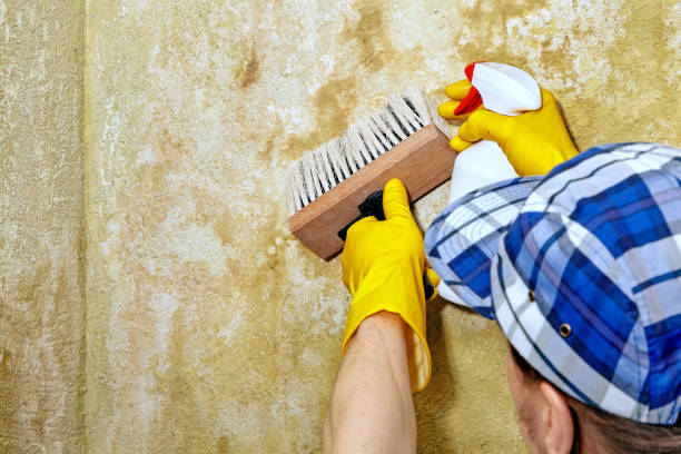  , USA Mold Removal Pros